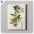 アートパネル-Small Green Crested Flycatcher from Birds of America
 - アメリカの鳥たち Canvas.