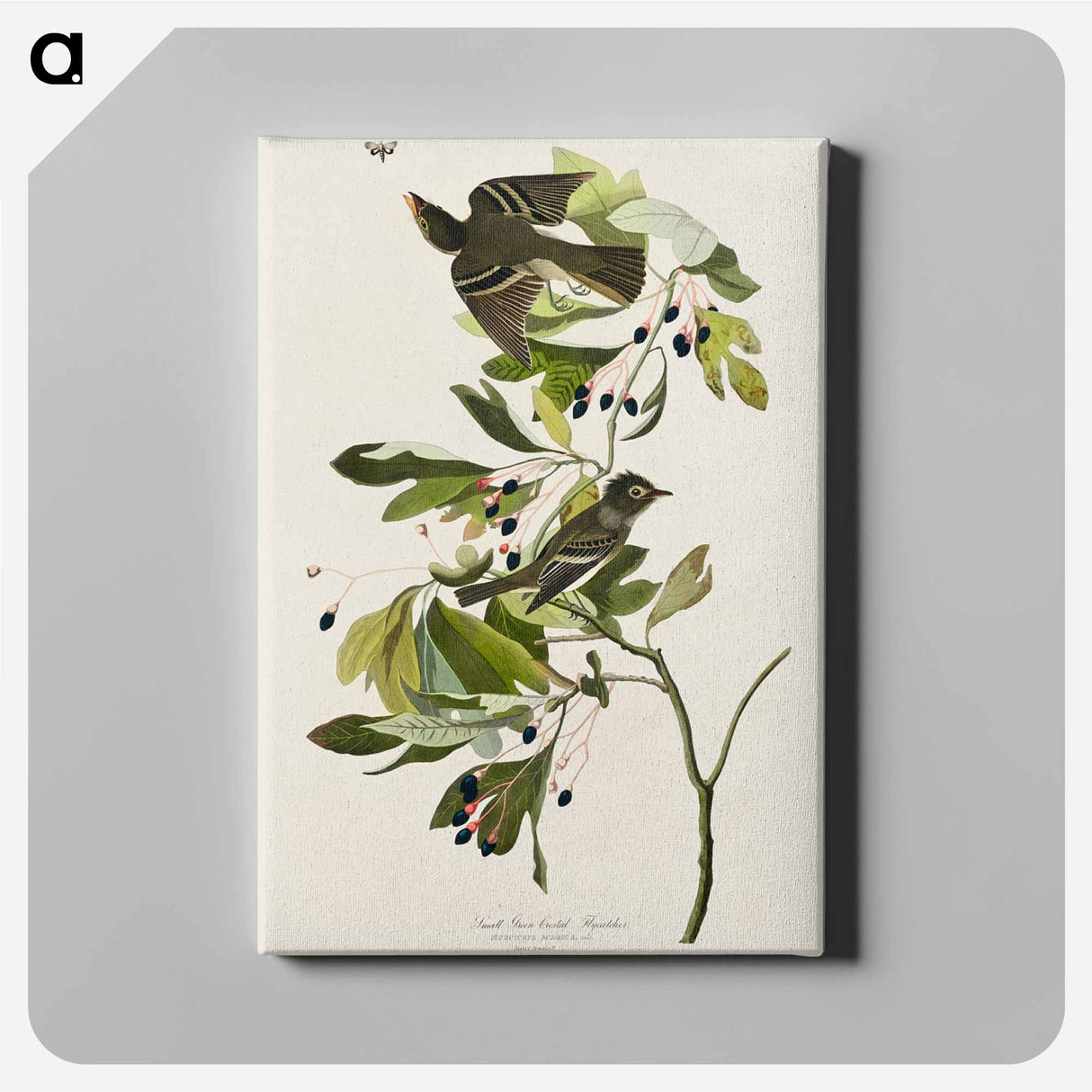 アートパネル-Small Green Crested Flycatcher from Birds of America
 - アメリカの鳥たち Canvas.