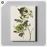 アートパネル-Small Green Crested Flycatcher from Birds of America
 - アメリカの鳥たち Canvas.