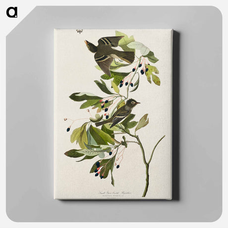 アートパネル-Small Green Crested Flycatcher from Birds of America
 - アメリカの鳥たち Canvas.