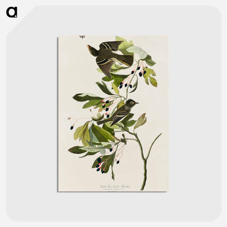 アートポストカード-Small Green Crested Flycatcher from Birds of America
 - アメリカの鳥たち Postcard.