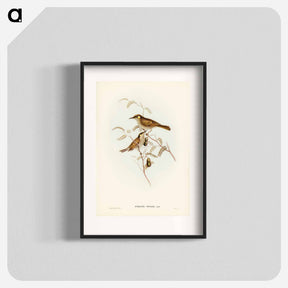 アートポスター-Yellow-spotted Honey-eater
 - オーストラリアの鳥 Poster.