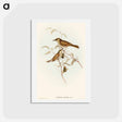 アートポストカード-Yellow-spotted Honey-eater
 - オーストラリアの鳥 Postcard.