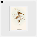 アートポストカード-Yellow-spotted Honey-eater
 - オーストラリアの鳥 Postcard.