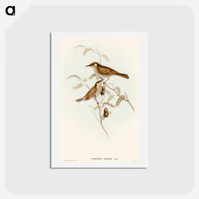 アートポストカード-Yellow-spotted Honey-eater
 - オーストラリアの鳥 Postcard.
