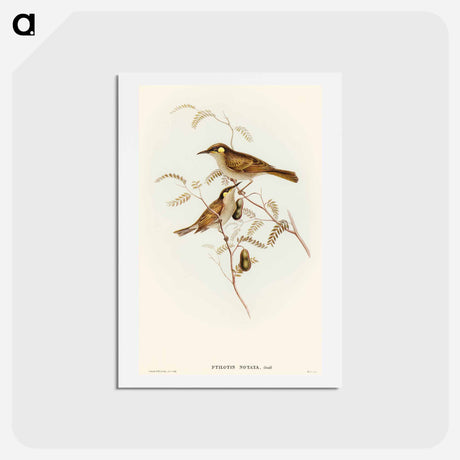 アートポストカード-Yellow-spotted Honey-eater
 - オーストラリアの鳥 Postcard.