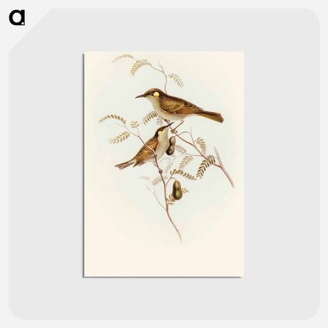 アートポストカード-Yellow-spotted Honey-eater
 - オーストラリアの鳥 Postcard.