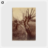 アートポストカード-Saules (Willows)
 - ウジェーヌ アジェ Postcard.