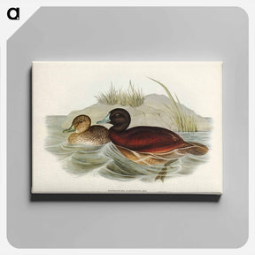 アートパネル-Blue-billed Duck
 - ジョン グールド Canvas.