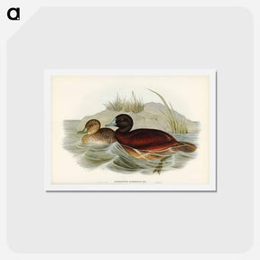 アートポストカード-Blue-billed Duck
 - ジョン グールド Postcard.