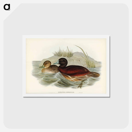 アートポストカード-Blue-billed Duck
 - ジョン グールド Postcard.