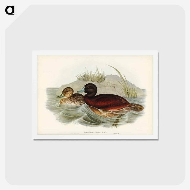 アートポストカード-Blue-billed Duck
 - ジョン グールド Postcard.