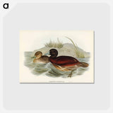 アートポストカード-Blue-billed Duck
 - ジョン グールド Postcard.