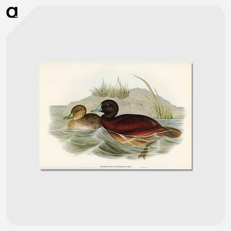 アートポストカード-Blue-billed Duck
 - ジョン グールド Postcard.