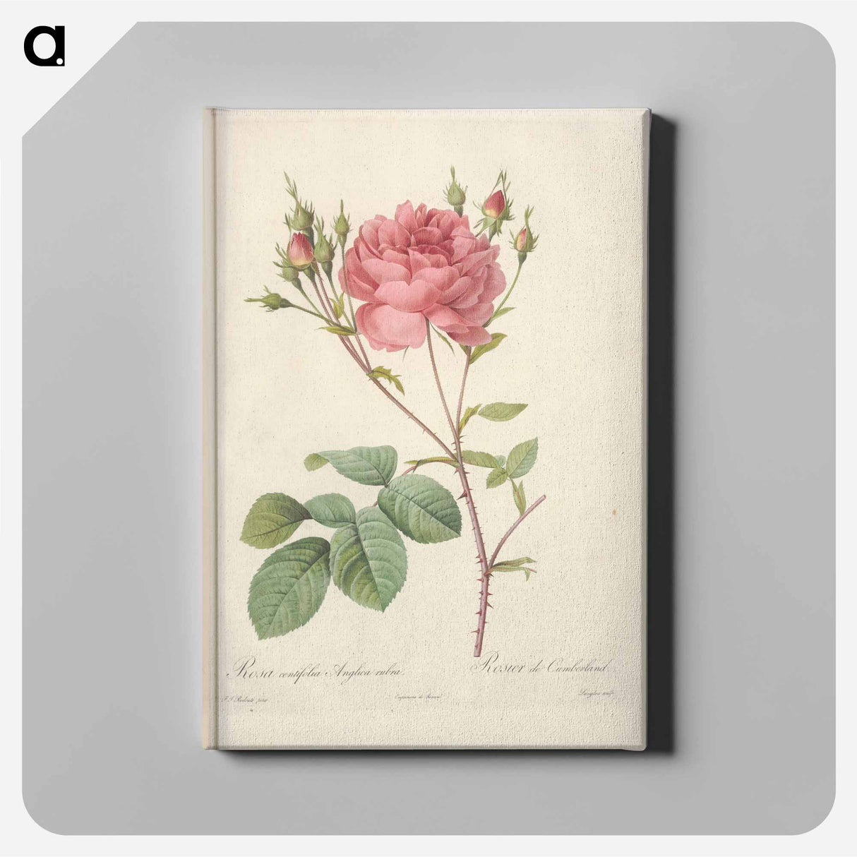 アートパネル-Rose illustration - ピエール ジョゼフ ルドゥーテ Canvas.