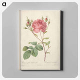 アートパネル-Rose illustration - ピエール ジョゼフ ルドゥーテ Canvas.