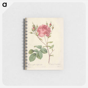 アートメモ帳-Rose illustration - ピエール ジョゼフ ルドゥーテ Memo.