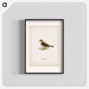 アートポスター-Red-throated Pipit
 - スヴェンスカ フォグラル Poster.