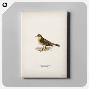 アートパネル-Red-throated Pipit
 - スヴェンスカ フォグラル Canvas.