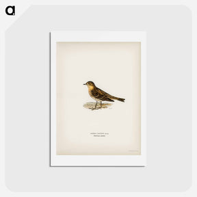アートポストカード-Red-throated Pipit
 - スヴェンスカ フォグラル Postcard.