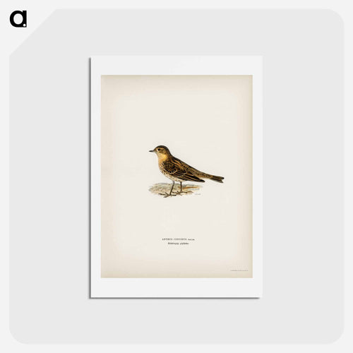 Red-throated Pipit
 - スヴェンスカ フォグラル Postcard.
