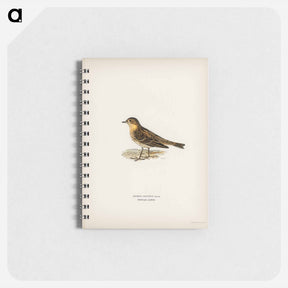 アートメモ帳-Red-throated Pipit
 - スヴェンスカ フォグラル Memo.