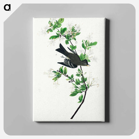 アートパネル-Wood Pewee from Birds of America
 - アメリカの鳥たち Canvas.