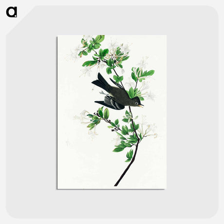 アートポストカード-Wood Pewee from Birds of America
 - アメリカの鳥たち Postcard.