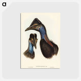 アートポストカード-Bennett's Cassowary
 - オーストラリアの鳥 Postcard.