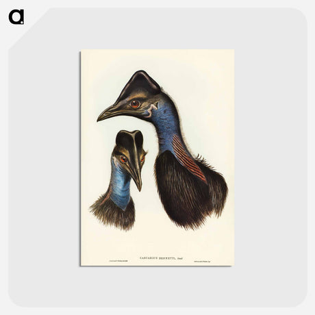 アートポストカード-Bennett's Cassowary
 - オーストラリアの鳥 Postcard.