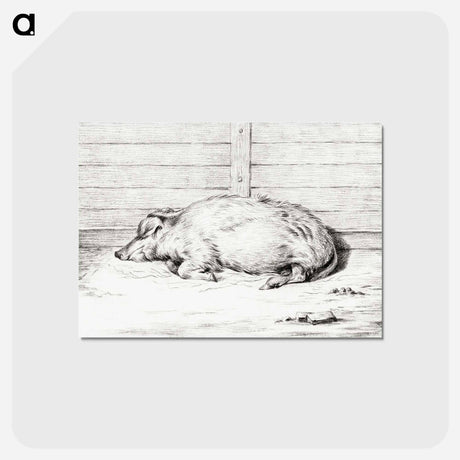 アートポストカード-Lying pig - ジャン ベルナール Postcard.