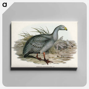 アートパネル-Cereopsis Goose
 - ジョン グールド Canvas.