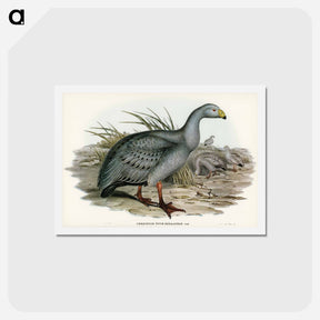 アートポストカード-Cereopsis Goose
 - ジョン グールド Postcard.