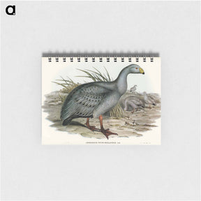アートメモ帳-Cereopsis Goose
 - ジョン グールド Memo.