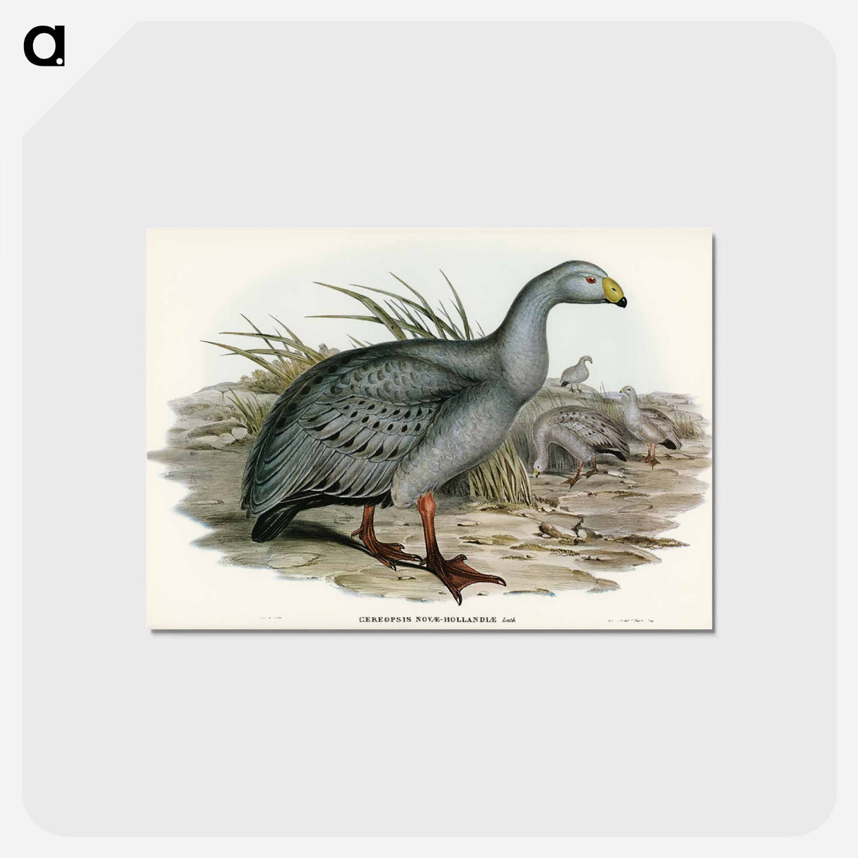 アートポストカード-Cereopsis Goose
 - ジョン グールド Postcard.