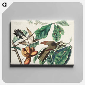 アートパネル-Yellow-billed Cuckoo
 - ジョン ジェームス オーデュボン Canvas.