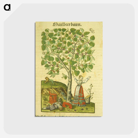 アートポストカード-Maulbeer Baum
 - 国立医学図書館 Postcard.