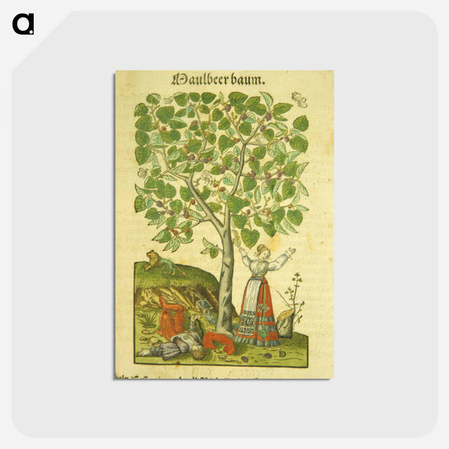 アートポストカード-Maulbeer Baum
 - 国立医学図書館 Postcard.