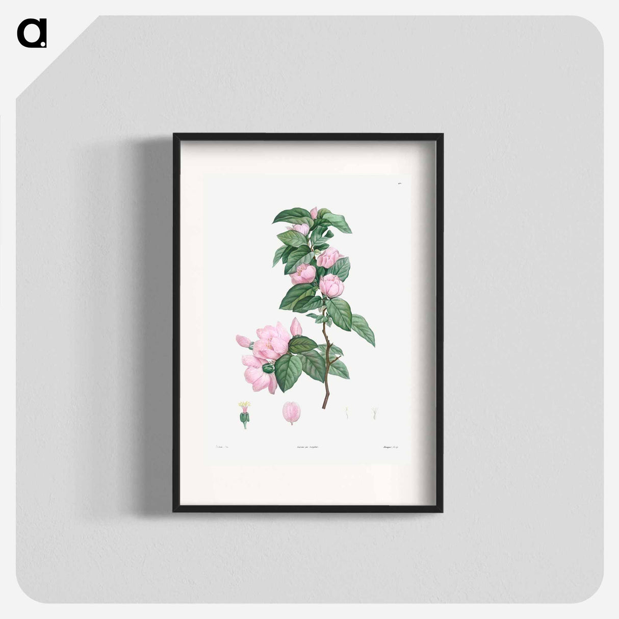 Pale pink flower - ピエール ジョゼフ ルドゥーテ Poster.