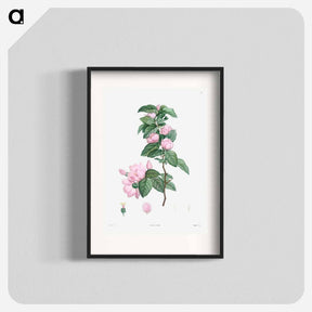 アートポスター-Pale pink flower - ピエール ジョゼフ ルドゥーテ Poster.