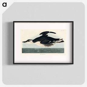アートポスター-Uria Brunnichi from Birds of America
 - アメリカの鳥たち Poster.