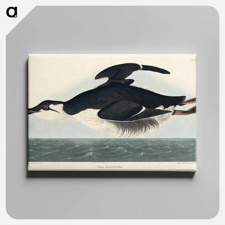 アートパネル-Uria Brunnichi from Birds of America
 - アメリカの鳥たち Canvas.