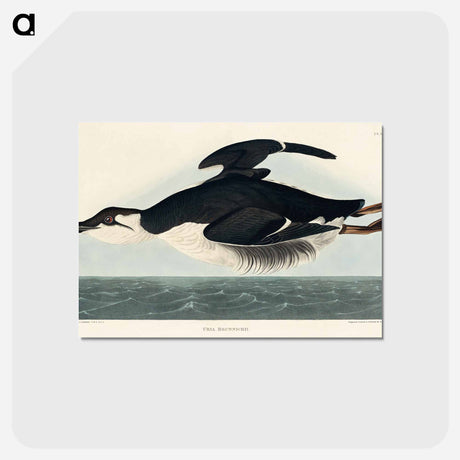 アートポストカード-Uria Brunnichi from Birds of America
 - アメリカの鳥たち Postcard.