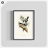 Kaup's Flycatcher
 - オーストラリアの鳥 Poster.