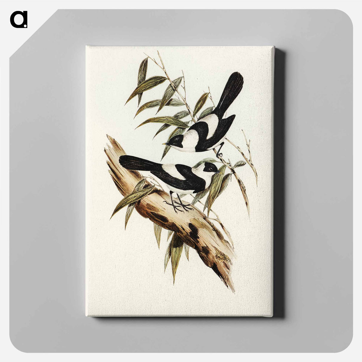 アートパネル-Kaup's Flycatcher
 - オーストラリアの鳥 Canvas.