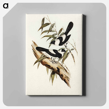 アートパネル-Kaup's Flycatcher
 - オーストラリアの鳥 Canvas.