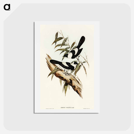 アートポストカード-Kaup's Flycatcher
 - オーストラリアの鳥 Postcard.