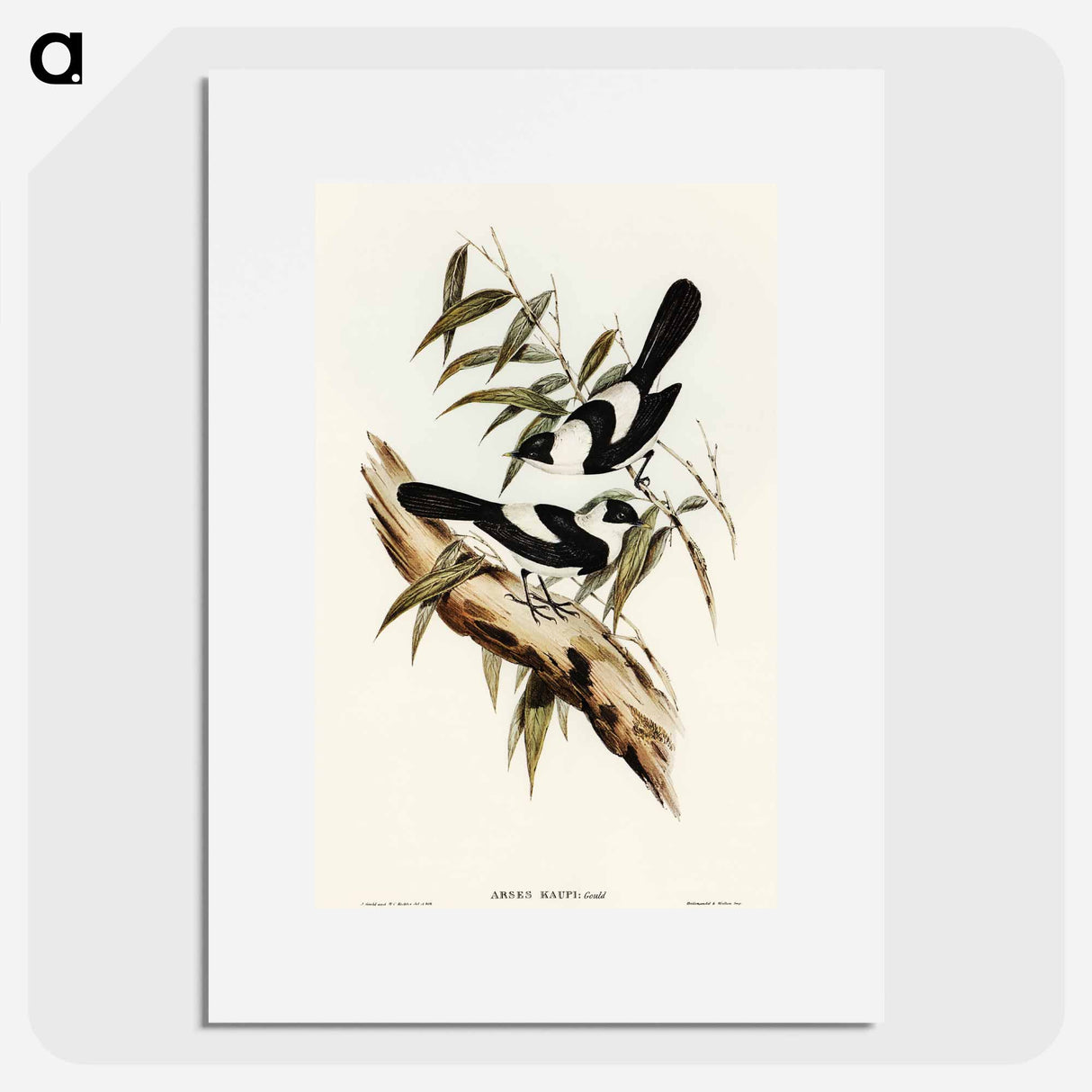 アートポスター-Kaup's Flycatcher
 - オーストラリアの鳥 Poster.