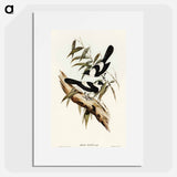 アートポスター-Kaup's Flycatcher
 - オーストラリアの鳥 Poster.