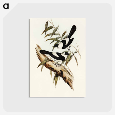 アートポストカード-Kaup's Flycatcher
 - オーストラリアの鳥 Postcard.